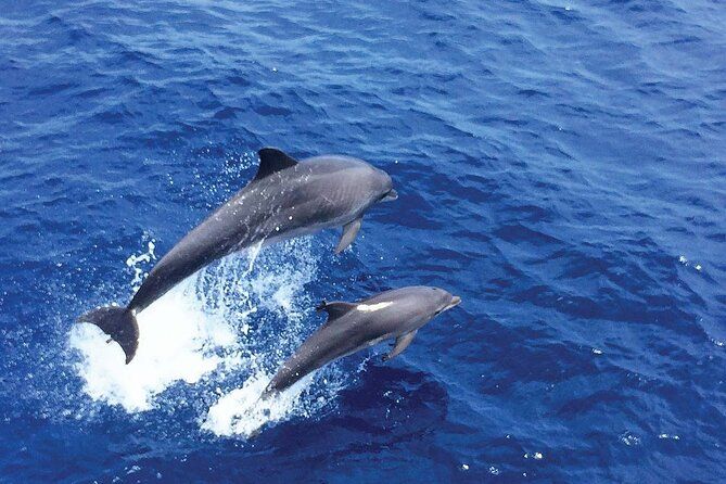 Dolphin Watching in Mallorca (Paguera)