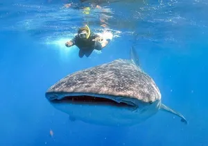 Swim with Whale Shark