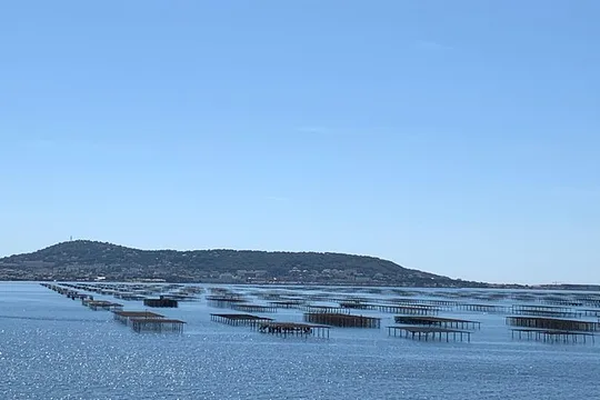 tour to Sete, an oyster farm & Wine Tasting