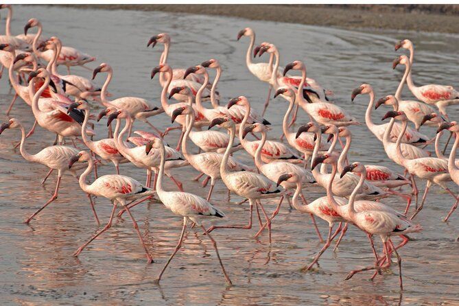 Lio Piccolo: Flamingos & Birdwatching Bike Tour in the Lagoon
