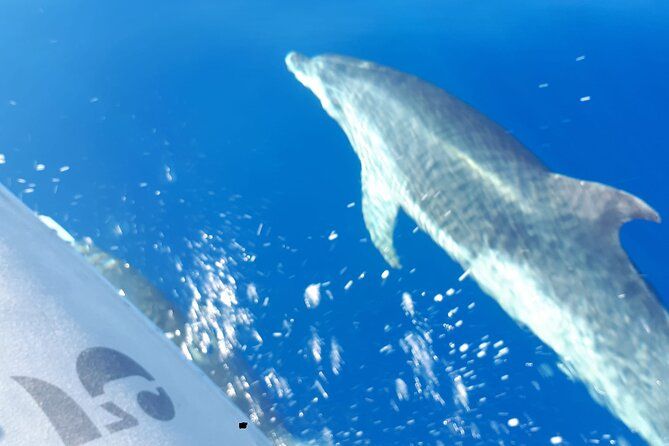 SEA SAFARI, Dolphins, Whales, snorkeling, snack and drink, 2 h speedboat