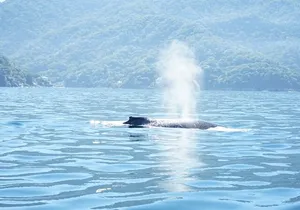 3 Hours of Whale Watching in Puerto Vallarta