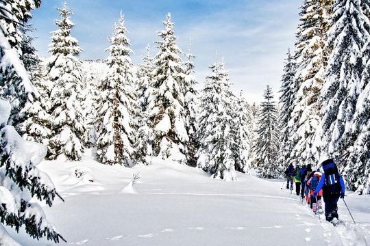 Snowshoe Through Vancouver's Winter Wonderland