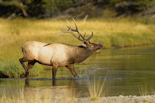 Wildlife on the Bow | Big Canoe Tour in Banff National Park