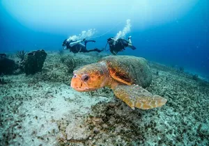 Scuba Certified Diving Immersion at Maroma Beach (1 or 2 tanks)