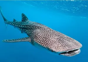 Private and Shared Whale Shark Tour from Tulum