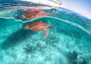 Private Tour to Tulum Ruins, Swim with turtles and Cenote Cave