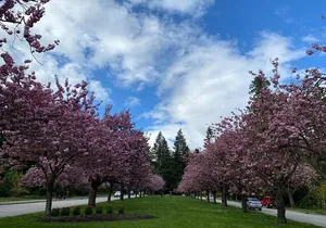 Private Guided Grand City Tour in Vancouver