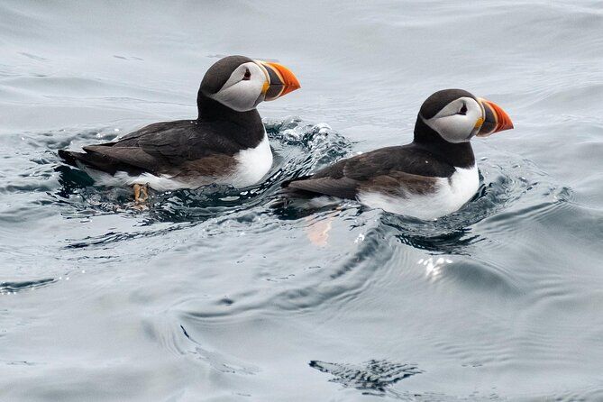 Late Season Puffin & Scenic Coastal Cruise