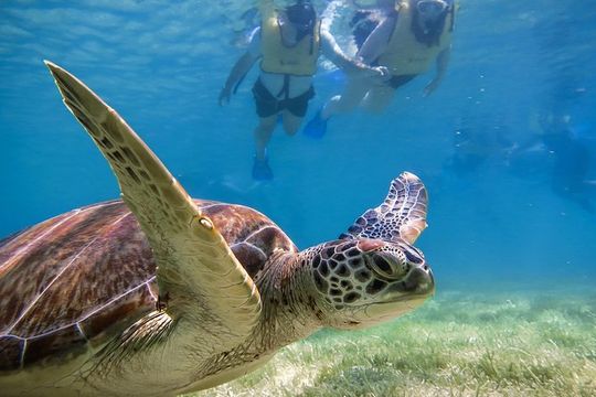Private Turtle Snorkel Adventure in Akumal