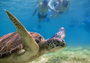 Private Turtle Snorkel Adventure in Akumal