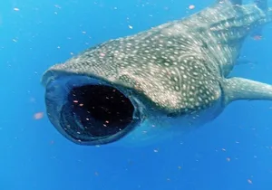 Adventure and Snorkel with the Whale Shark from Akumal or Puerto Aventuras