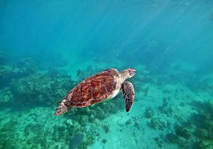Snorkel Tour! Turtles & Underground Cenote from Playa del Carmen