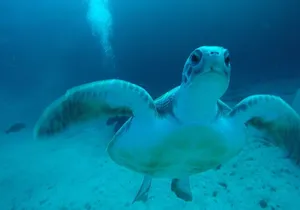 Private Dive Discovery for Beginners from a Boat