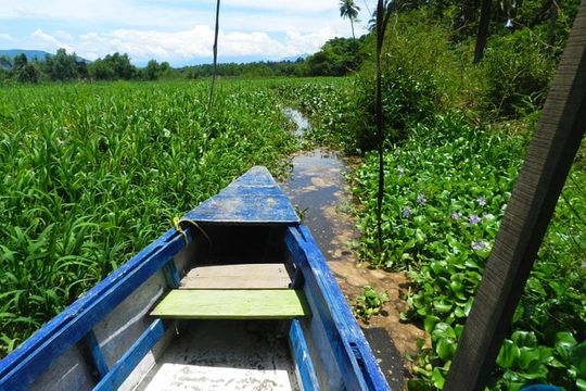 Jungle Coyuca Lagoon Boat Ride Experience & Baby Turtle Release