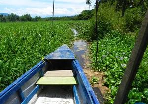 Jungle Coyuca Lagoon Boat Ride Experience & Baby Turtle Release