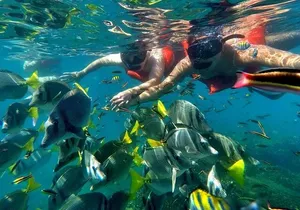 Half-Day Snorkel Experience and Party Catamaran in Los Cabos! + Round Trip