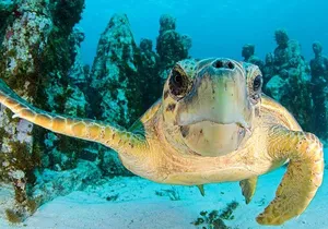 Snorkeling Experience in Cancun - Hands Underwater Museum