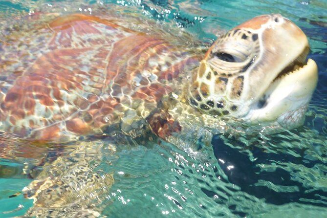 Whisper Cruises - One-Hour Turtle Spotting Bay Cruise