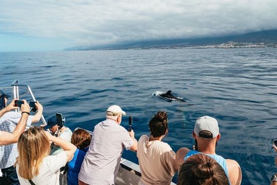 Whale Watching from Santa Cruz de Tenerife