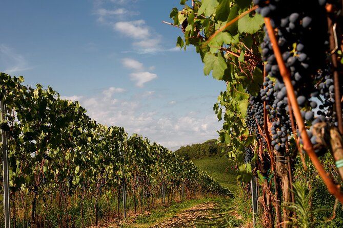 Winery tour and wine tasting of organic Chianti wines and extra virgin oil