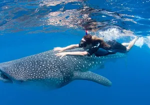 Whale Shark from Cancun, Riviera Maya and Tulum All Inclusive