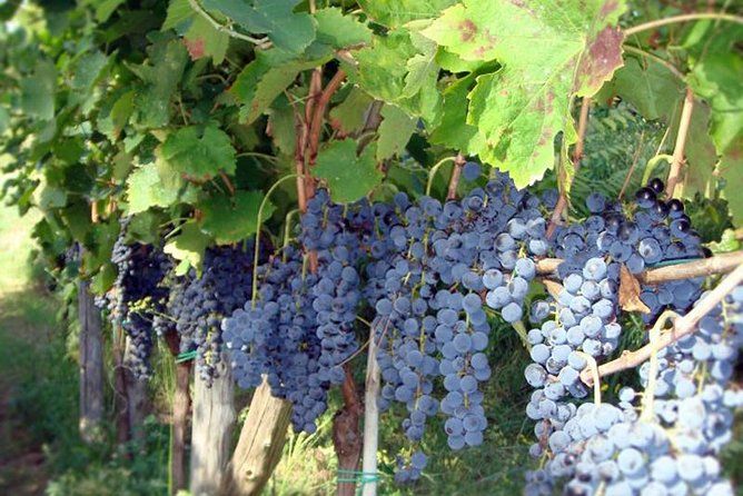 Private Vineyard Visit: Wine Tasting, Local Delicacies & Ceramics