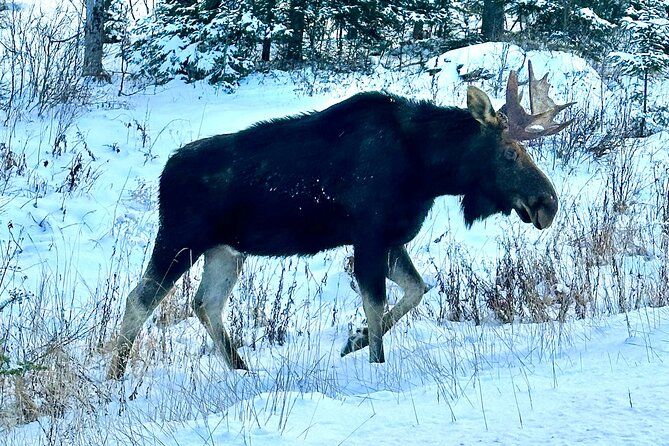 Algonquin Provincial Park Day Tour from Toronto