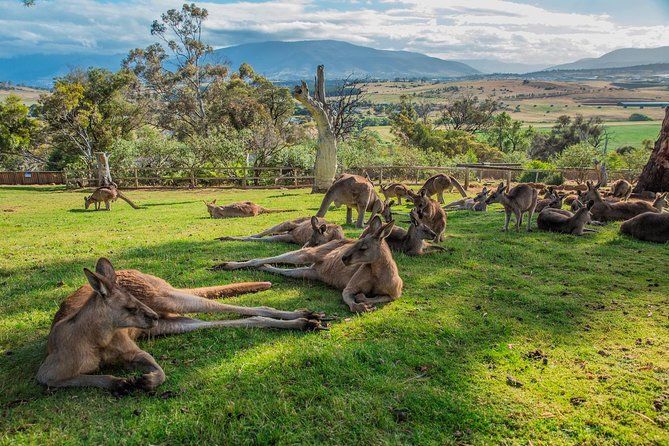 Shore Excursion: Hobart's Best In Half A Day