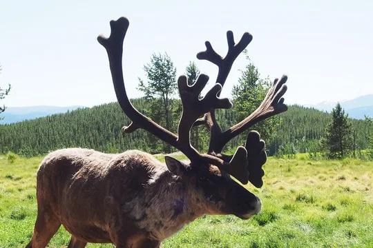 Arctic Day: Yukon Wildlife & Hot Springs Tour | half day