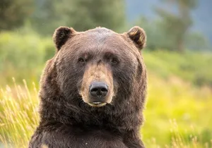 Scenic Tour to Wildlife Center from Anchorage