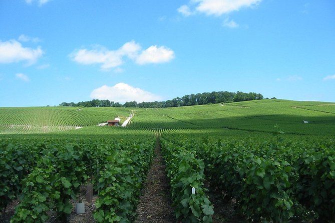 Private Champagne Tour and Reims from Paris with Hotel Pick Up
