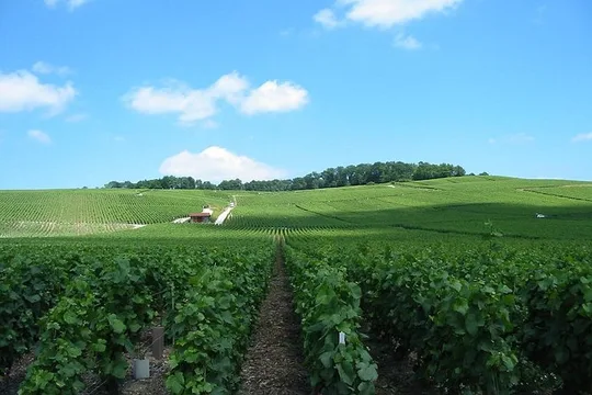 Private Champagne Tour and Reims from Paris with Hotel Pick Up
