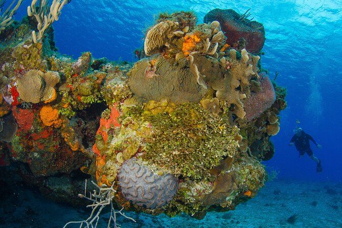 PADI Open Water Diver Course in the Riviera Maya