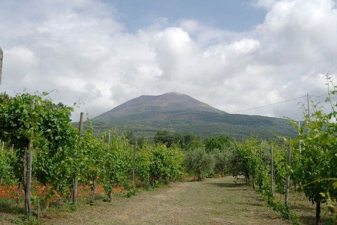 Ercolano Vineyards Guided Wine Tasting Experience with Brunch
