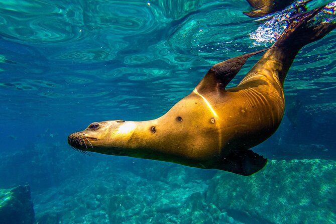 Sea Lions Snorkeling with Picnic at Espíritu Santo Archipelago