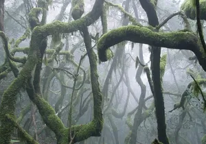 Full Day Guided Tour to La Gomera from Tenerife