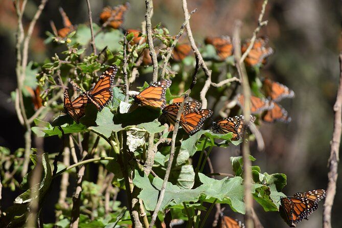 Butterfly Monarch Tour from Mexico City