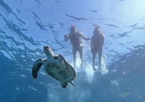 Kayak with Dolphin & Turtle Watching Private Tour