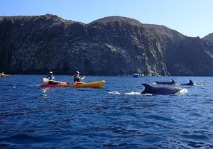 Tenerife: Kayak and snorkel with marine life safari