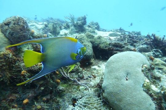 Snorkel in El Cielo Cozumel Reef with Lunch, Beach and Transport