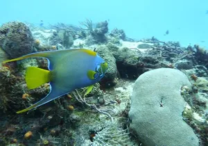 Snorkel in El Cielo Cozumel Reef with Lunch, Beach and Transport