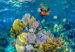Reef Snorkel In National Park In Puerto Morelos With Lunch And Transportation
