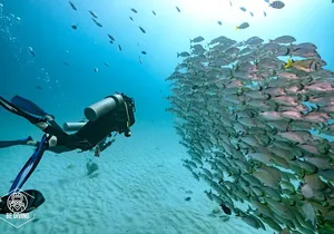 Local Dive in Playa del Carmen