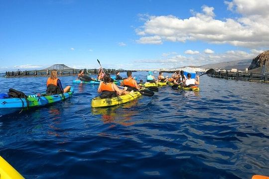 Guided Kayak Tour From Los Cristianos Beach Tenerife