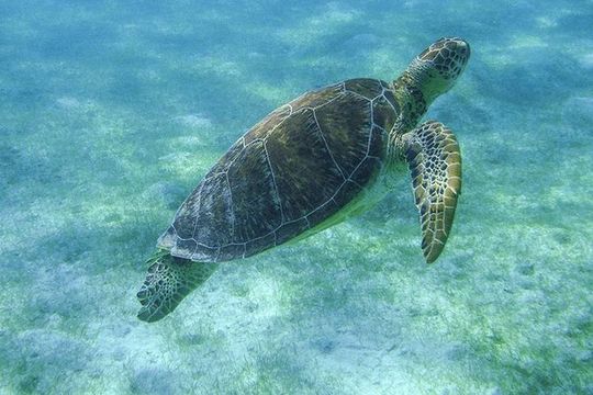 Turtle Snorkeling Adventure from Cancun