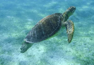 Sea Turtle Snorkeling Ecofriendly Tour from Cancun & Riviera Maya