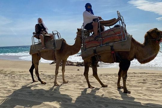 Camel Adventure & Tequila tasting on the Pacific Ocean