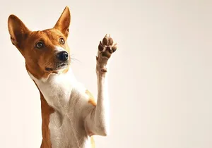 Photo Session for your Pet