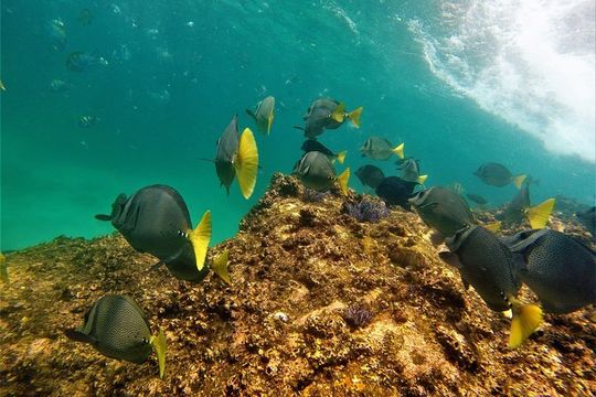 Snorkeling on a hidden beach (Hike)
